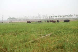 “Siêu đô thị” Mê Linh hoang vu sau 5 năm triển khai